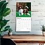 2027 BrownTrout Poodles 12" x 12" Monthly Wall Calendar (9798330712595)~#|#~sp320830273_sc7