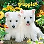2027 BrownTrout I Love Puppies 12" x 12" Monthly Wall Calendar (9798330711833)~#|#~sp320848209_sc7