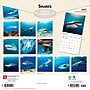 2027 BrownTrout Sharks 12" x 12" Monthly Wall Calendar (9798330712106)~#|#~sp320855763_sc7