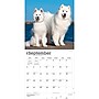 2027 BrownTrout Samoyeds 12" x 12" Monthly Wall Calendar (9798330712649)~#|#~sp320860076_sc7
