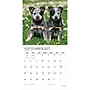 2027 BrownTrout Puppy Pals 12" x 12" Monthly Wall Calendar (9798330713837)~#|#~sp320867430_sc7