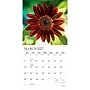 2027 BrownTrout Sunflowers 12" x 12" Monthly Wall Calendar (9798330713851)~#|#~sp320867691_sc7