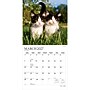 2027 BrownTrout Kitten Cuddles 12" x 12" Monthly Wall Calendar (9798330713721)~#|#~sp320869421_sc7