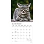 2027 BrownTrout I Love Cats 12" x 12" Monthly Wall Calendar (9798330713691)~#|#~sp320869614_sc7